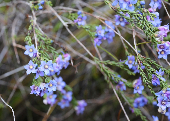 Western Australian Plants Rutaceae